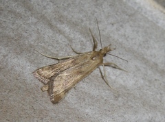 Synaphe punctalis