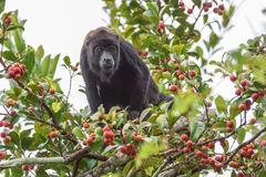 Alouatta discolor