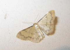 Idaea politaria