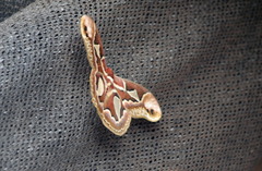 Rothschildia jacobaeae