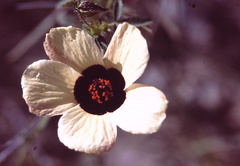 Hibiscus cannabinus