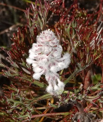 Paranomus abrotanifolius