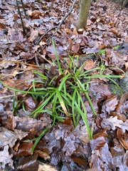 Carex sylvatica