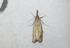 Chrysocrambus linetella