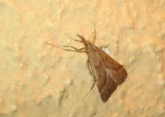 Synaphe punctalis