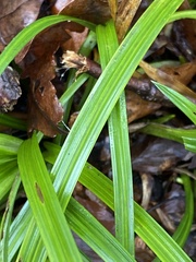 Carex sylvatica