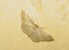 Idaea fuscovenosa