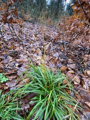 Carex sylvatica