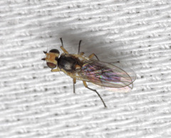 Cerodontha denticornis