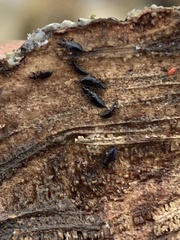 Phlaeothripidae