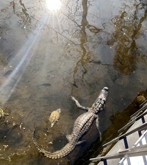 Alligator mississippiensis