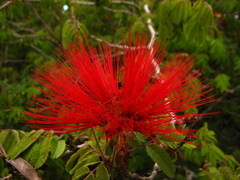 Calliandra tweediei