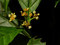 Eumachia boliviana