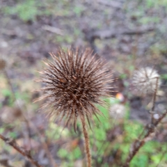 Dipsacus strigosus