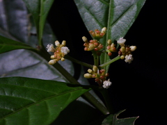 Eumachia boliviana