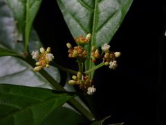 Eumachia boliviana