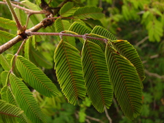 Calliandra tweediei