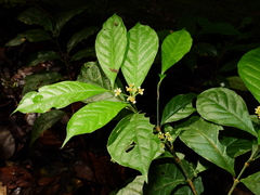 Eumachia boliviana