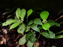 Eumachia boliviana