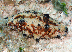Holothuria fuscogilva