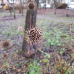 Dipsacus strigosus