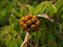 Calliandra tweediei