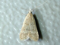 Dichomeris punctidiscellus