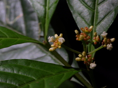 Eumachia boliviana