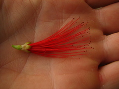 Calliandra tweediei