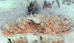 Holothuria fuscogilva