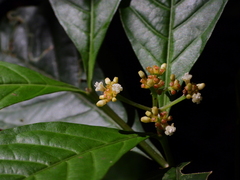 Eumachia boliviana