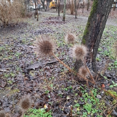 Dipsacus strigosus