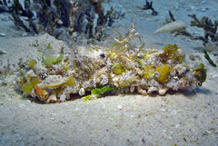 Holothuria fuscogilva