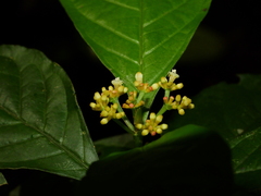 Eumachia boliviana