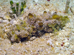 Holothuria fuscogilva