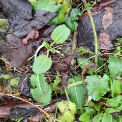 Dipsacus strigosus