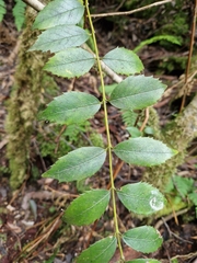 Atherosperma moschatum