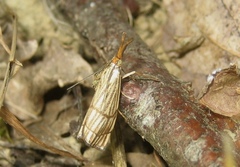 Chrysocrambus linetella