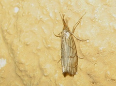 Chrysocrambus linetella
