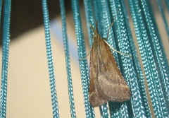 Synaphe punctalis