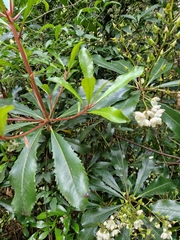 Anopterus glandulosus