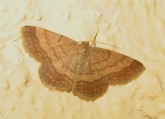 Scopula rubiginata