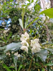 Anopterus glandulosus