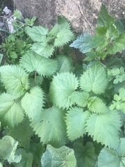 Urtica