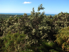 Colletia paradoxa