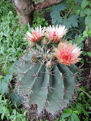 Ferocactus townsendianus