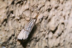 Chrysocrambus linetella