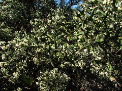 Colletia paradoxa
