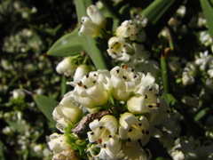 Colletia paradoxa