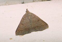 Zanclognatha lunalis